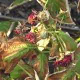Zašto se maline suše i šta učiniti?